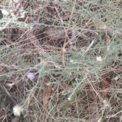 Vittadinia gracilis at Jerrabomberra, ACT - 27 Feb 2022