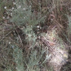 Vittadinia gracilis at Jerrabomberra, ACT - 27 Feb 2022