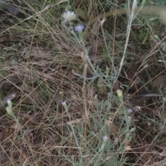 Vittadinia gracilis at Jerrabomberra, ACT - 27 Feb 2022 12:26 PM