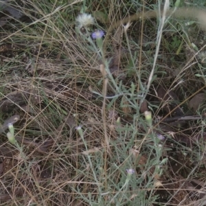 Vittadinia gracilis at Jerrabomberra, ACT - 27 Feb 2022 12:26 PM