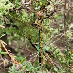 Hemicordulia tau (Tau Emerald) at Stromlo, ACT - 26 Feb 2022 by trevorpreston