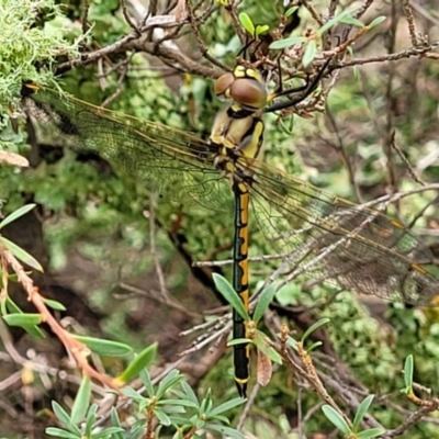 Hemicordulia tau (Tau Emerald) at Stromlo, ACT - 27 Feb 2022 by trevorpreston