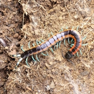 Scolopendra laeta at Stromlo, ACT - 27 Feb 2022 09:47 AM