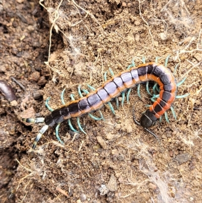 Scolopendra laeta (Giant Centipede) at Stromlo, ACT - 26 Feb 2022 by tpreston