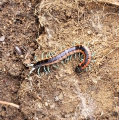 Scolopendra laeta at Stromlo, ACT - 27 Feb 2022 09:47 AM