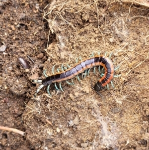 Scolopendra laeta at Stromlo, ACT - 27 Feb 2022 09:47 AM