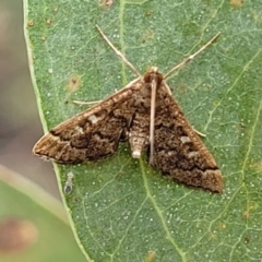 Nacoleia rhoeoalis (Spilomelinae) at Stromlo, ACT - 27 Feb 2022 by trevorpreston