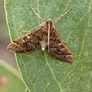 Nacoleia rhoeoalis at Stromlo, ACT - 27 Feb 2022