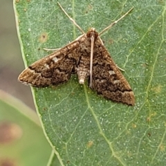 Nacoleia rhoeoalis at Stromlo, ACT - 27 Feb 2022