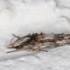 Leptozestis and Trachydora (genera) (A cosmet moth) at Melba, ACT - 3 Jan 2022 by kasiaaus