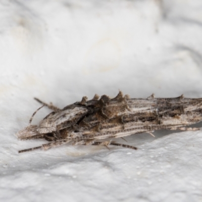 Leptozestis and Trachydora (genera) (A cosmet moth) at Melba, ACT - 3 Jan 2022 by kasiaaus