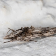 Leptozestis and Trachydora (genera) at Melba, ACT - 3 Jan 2022