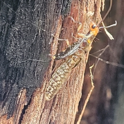 Porismus strigatus (Pied Lacewing) at Stromlo, ACT - 26 Feb 2022 by tpreston