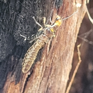 Porismus strigatus at Stromlo, ACT - 27 Feb 2022