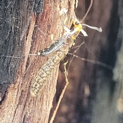 Porismus strigatus at Stromlo, ACT - 27 Feb 2022