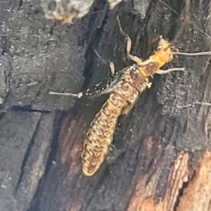 Porismus strigatus at Stromlo, ACT - 27 Feb 2022