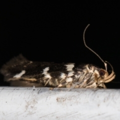 Macrobathra ceraunobola (a cosmet moth) at Melba, ACT - 1 Jan 2022 by kasiaaus