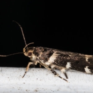 Macrobathra ceraunobola at Melba, ACT - 1 Jan 2022