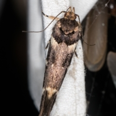 Macrobathra ceraunobola at Melba, ACT - 1 Jan 2022