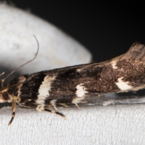 Macrobathra ceraunobola at Melba, ACT - 1 Jan 2022