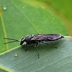Thynninae (subfamily) (Smooth flower wasp) at Piney Ridge - 26 Feb 2022 by trevorpreston