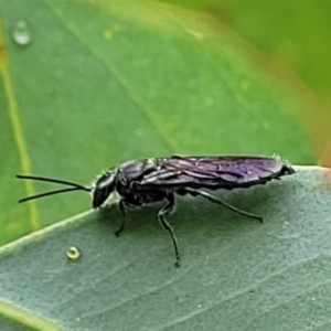 Thynninae (subfamily) at Stromlo, ACT - 27 Feb 2022 09:39 AM