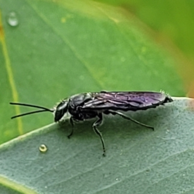 Thynninae (subfamily) (Smooth flower wasp) at Stromlo, ACT - 26 Feb 2022 by trevorpreston