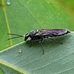 Thynninae (subfamily) at Stromlo, ACT - 27 Feb 2022 09:39 AM