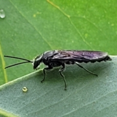 Thynninae (subfamily) at Stromlo, ACT - 27 Feb 2022