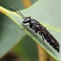 Thynninae (subfamily) at Stromlo, ACT - 27 Feb 2022