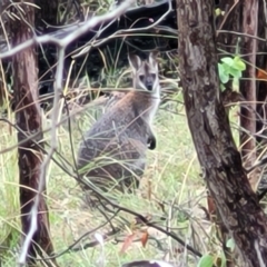 Notamacropus rufogriseus (Red-necked Wallaby) at Piney Ridge - 26 Feb 2022 by tpreston