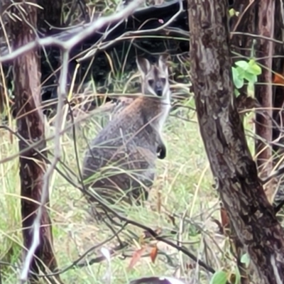 Notamacropus rufogriseus (Red-necked Wallaby) at Stromlo, ACT - 27 Feb 2022 by trevorpreston