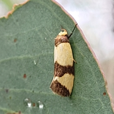 Chrysonoma fascialis (A concealer moth) at Block 402 - 26 Feb 2022 by trevorpreston