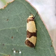 Chrysonoma fascialis (A concealer moth) at Stromlo, ACT - 26 Feb 2022 by tpreston