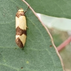 Chrysonoma fascialis at Stromlo, ACT - 27 Feb 2022