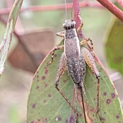 Bobilla sp. (genus) (A Small field cricket) at Piney Ridge - 27 Feb 2022 by trevorpreston