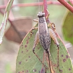 Bobilla sp. (genus) (A Small field cricket) at Block 402 - 26 Feb 2022 by trevorpreston