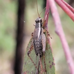 Bobilla sp. (genus) at Stromlo, ACT - 27 Feb 2022