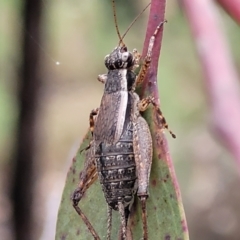 Bobilla sp. (genus) at Stromlo, ACT - 27 Feb 2022 09:27 AM