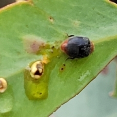 Cryptolaemus montrouzieri (Mealybug ladybird) at Piney Ridge - 26 Feb 2022 by tpreston