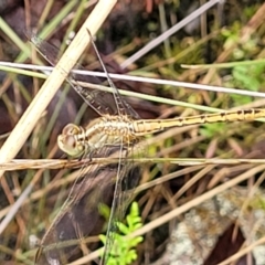 Diplacodes bipunctata (Wandering Percher) at Stromlo, ACT - 26 Feb 2022 by trevorpreston