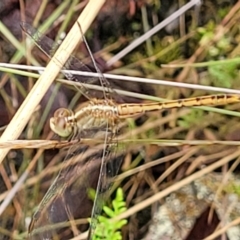 Diplacodes bipunctata at Bluetts Block (402, 403, 12, 11) - 27 Feb 2022