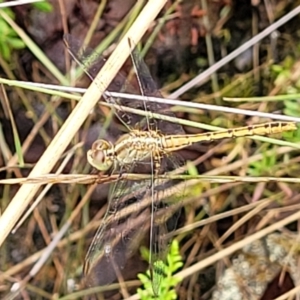 Diplacodes bipunctata at Bluetts Block (402, 403, 12, 11) - 27 Feb 2022