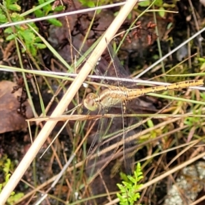 Diplacodes bipunctata at Bluetts Block (402, 403, 12, 11) - 27 Feb 2022