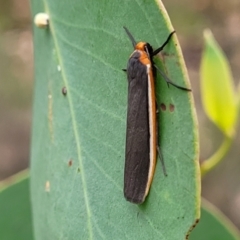 Palaeosia bicosta (Two-ribbed Footman) at Stromlo, ACT - 27 Feb 2022 by trevorpreston