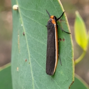 Palaeosia bicosta at Stromlo, ACT - 27 Feb 2022 09:17 AM