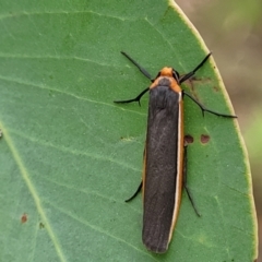 Palaeosia bicosta at Stromlo, ACT - 27 Feb 2022 09:17 AM