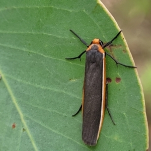 Palaeosia bicosta at Stromlo, ACT - 27 Feb 2022