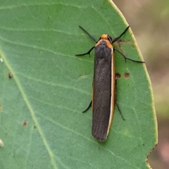 Palaeosia bicosta at Stromlo, ACT - 27 Feb 2022 09:17 AM