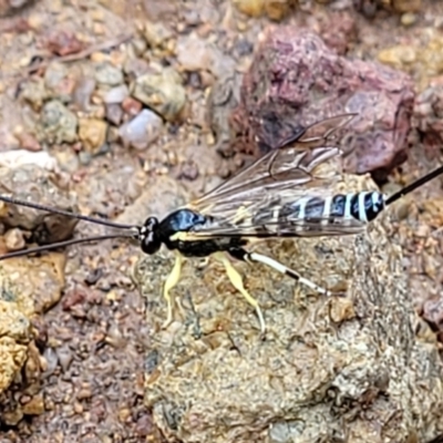 Sericopimpla sp. (genus) (Case Moth Larvae Parasite Wasp) at Block 402 - 26 Feb 2022 by trevorpreston